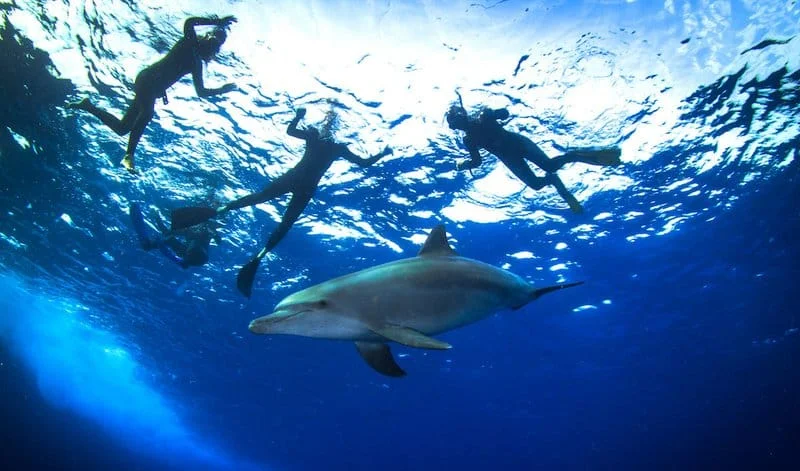 Дом дельфинов