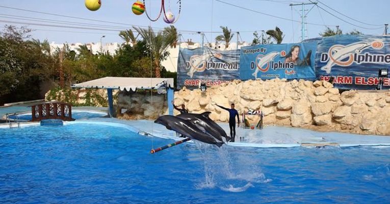 delfinarij-v-sharm-el-shejkhe