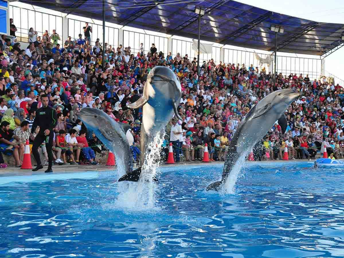 dolphin-show-in-sharm1_lg