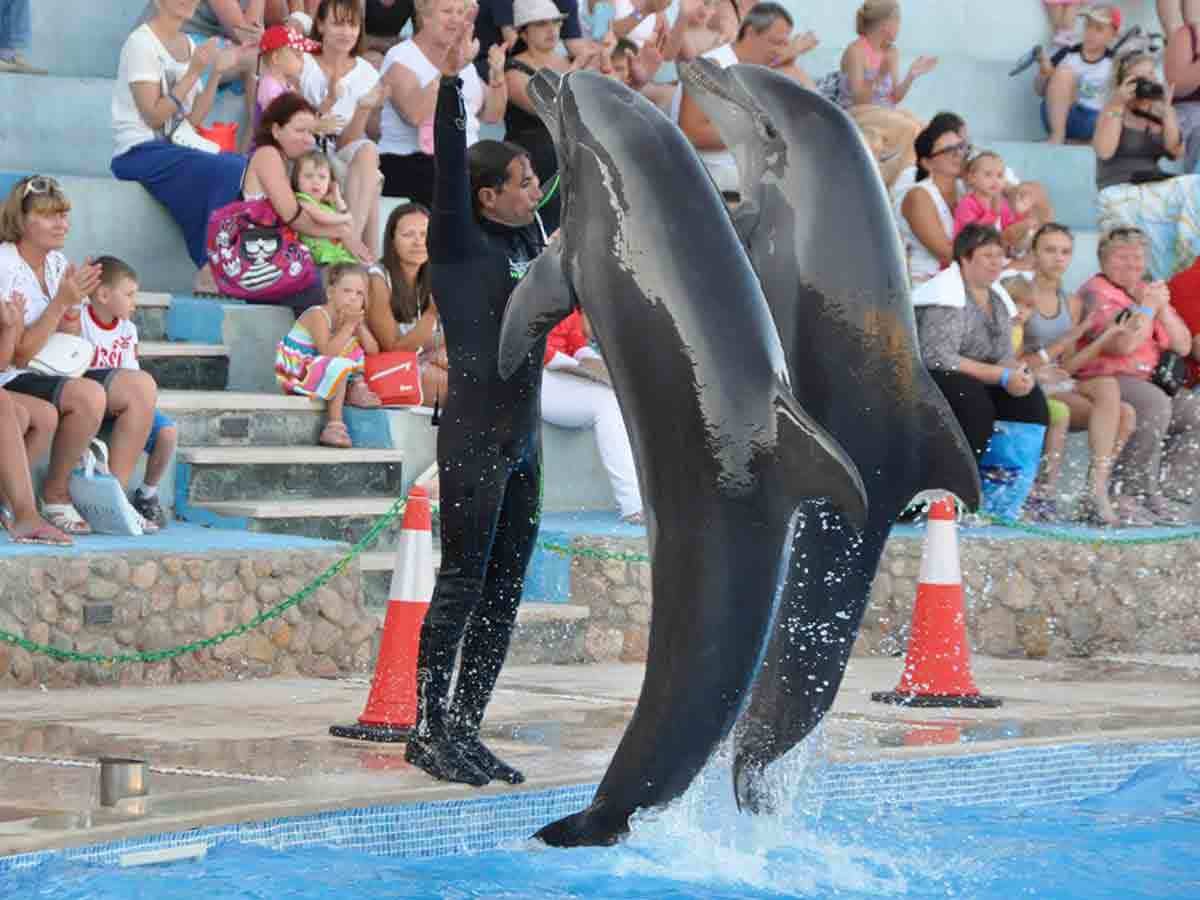 dolphin-show-in-sharm7_lg