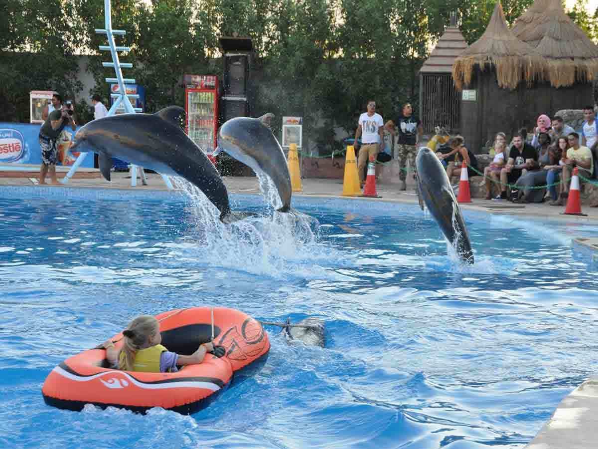 dolphin-swimming-sharm_lg