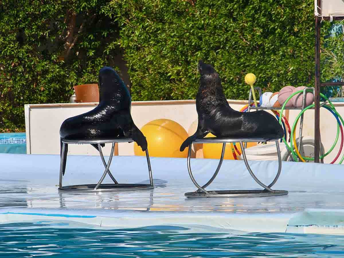 dolphins-show-sharm_lg